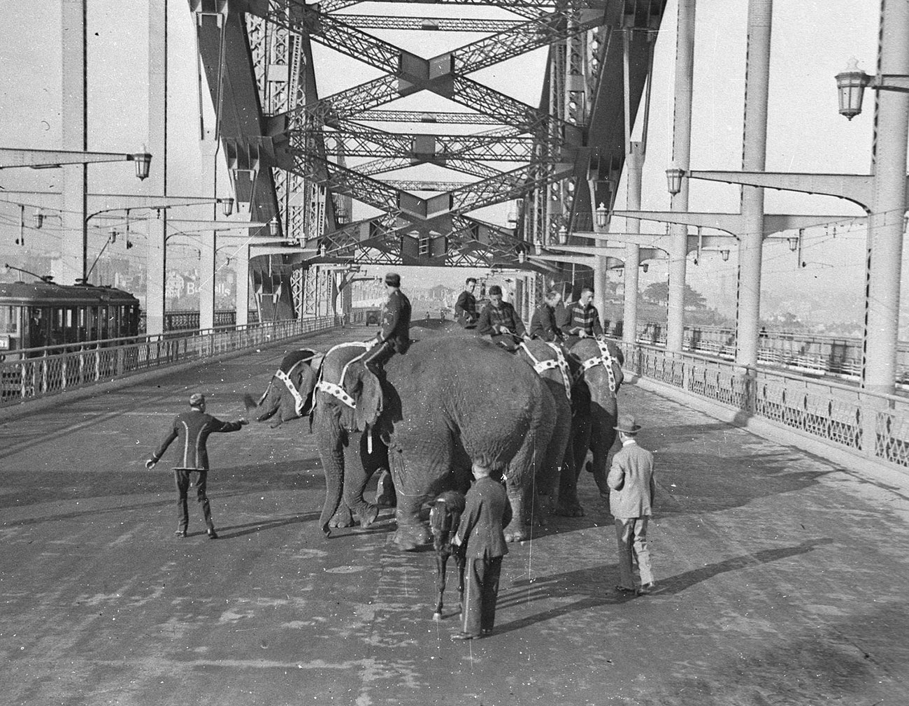 Six Wirths' Circus elephants with their attendants and a Shetland pony crossing the Harbour Bridge for publicity, photograph by Sam Hood, 1933, Home and Away – 5787
