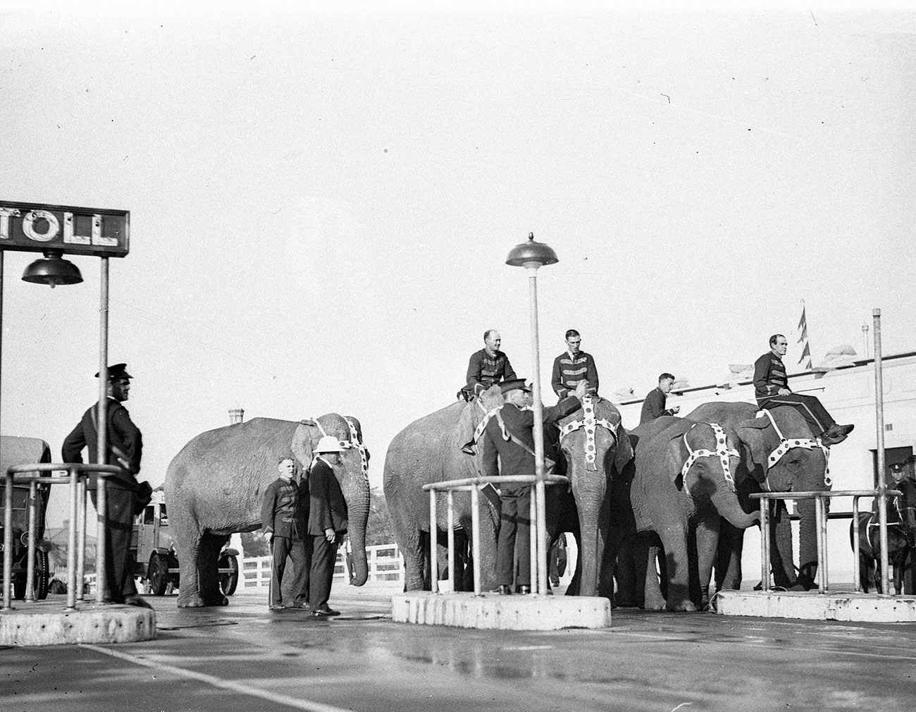 Elephants and their mahouts at Bridge toll-bar, photograph by Sam Hood, 1932, Home and Away – 5791
